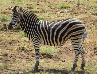 Fototapeta na wymiar Lone zebra
