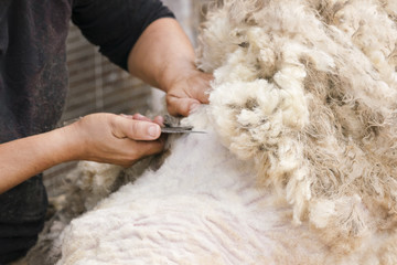 Shearing. Man's hand with scissors cuts the hair with a white sheep