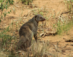 Single banded mongoose