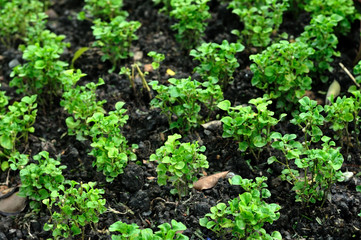 Small plant growth on black soil, pattern and texture