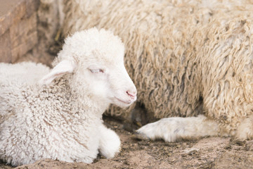 Naklejka na ściany i meble White lamb lying near the sheep