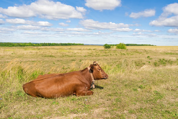 Red Cow lies on the grass under the blue sky