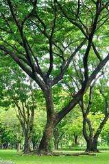 Fototapeta na wymiar Big trees growth in garden