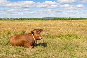 Red Cow lies on the grass under the blue sky