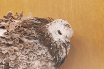 White and brown dove with curly feathers on a wooden background