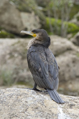 Cormorán.