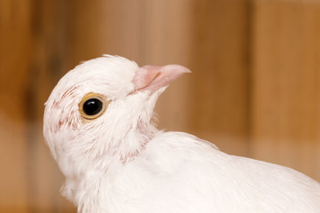White dove on the wooden background. Head close-up