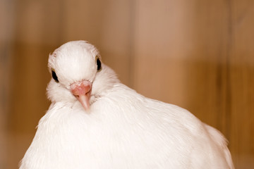 White dove on the wooden background. Head close-up