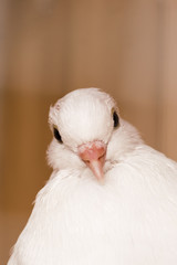 White dove on the wooden background. Head close-up