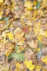Background of autumn leaves wilted on the ground
