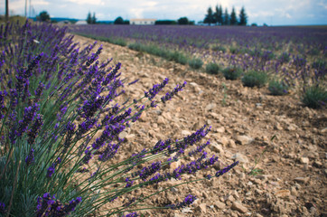 Purple lavender field