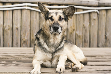 Big gray dog lying on wooden boards