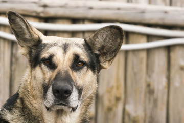 Big gray dog on wooden boards background