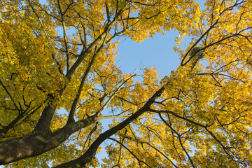 Yellow-orange maple leaves and blue sky.