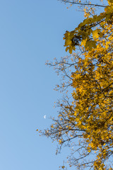 Yellow-orange maple leaves and blue sky.