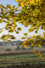 Yellow-orange maple leaves and morning fog on a field in the background.