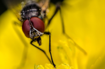Fly macro photo