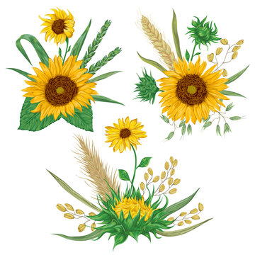 Sunflower, barley, wheat, rye, rice and oat. Collection decorative floral design elements. Isolated elements. Bouquets with cereals and flowers. Vintage vector illustration in watercolor style.