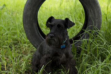 Obraz premium Dog playing in the garden with car wheel
