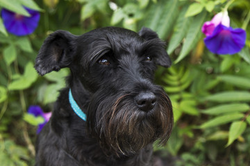 Dog in the garden with flowers
