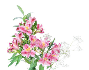 Alstroemeria flowers on a white background
