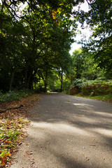 Fototapeta na wymiar Woodland scene at the start of autumn