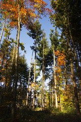 Woodland scene with yellow and brown autumn leaves