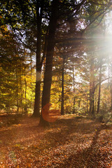 Colourful autumn scene with abstract lens flare