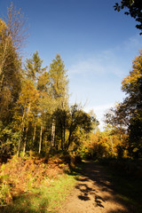 Fototapeta premium Woodland scene with yellow and brown autumn leaves