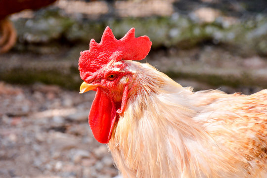 Italian Chicken Animal Bird