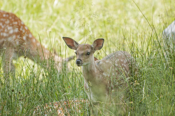 Buscar fotos: zoología