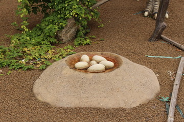 Nest with dinosaur eggs/This is a model of nest with dinosaur eggs.