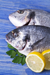 Fish, gilthead with parsley and lemon on blue wooden background