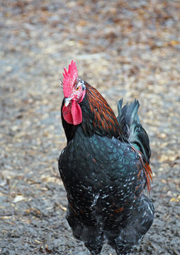 Portrait of a rooster on a natural background