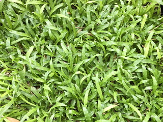 Malaysia Carpet Grass