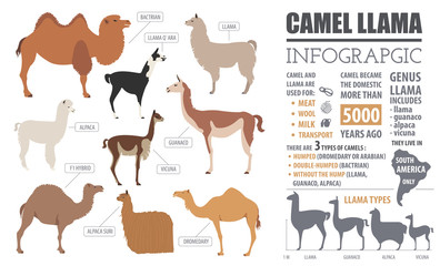 Camel, llama, guanaco, alpaca  breeds infographic template. Anim