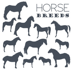 Horse breeding icon set. Farm animal. Flat design