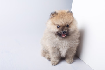 Obraz premium Cute little puppy small German Spitz
