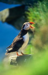 Papageitaucher/ Puffin (Fratercula arctica) sperrt auf Felsen an Steilküste den Schnabel auf, Látrabjarg, Westfjorde, Island, Europa 