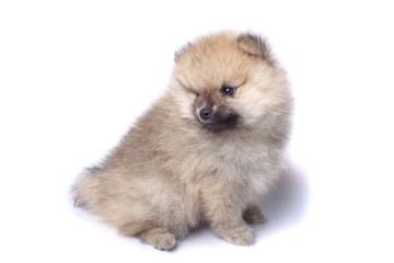 Cute little puppy small German Spitz isolated on white background
