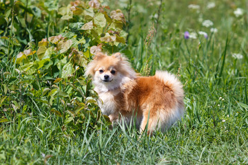 red Small German Spitz in nature walks