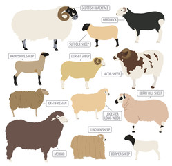 Sheep breed icon set. Farm animal. Flat design
