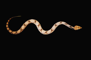 Boa Constrictor snake