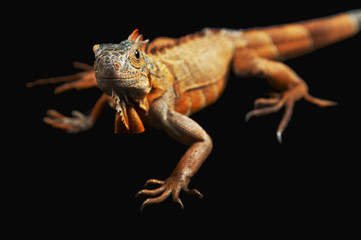 Iguana