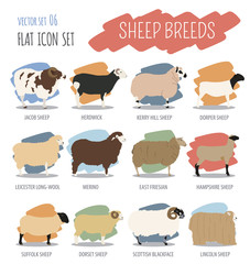 Sheep breed icon set. Farm animal. Flat design