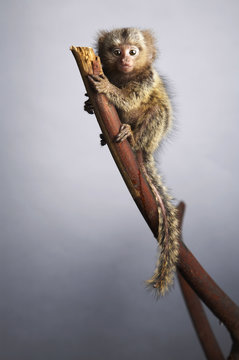 Pygmy Marmoset climbing a branch