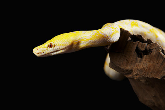 Yellow Albino Python