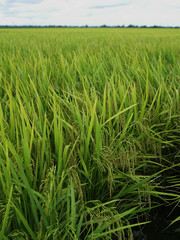 open area rice fields