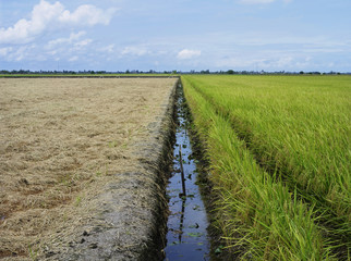 Fototapeta premium irrigation channel in between rice fields