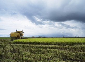 Fototapeta na wymiar rice harvesting machine in the distance on open rice field